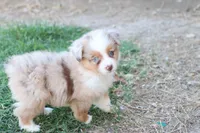 Steve red merle , a male Miniature Australian Shepherd for sale in Berryville, AR – 4 of 7