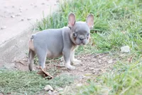 Lilac & tan female , a female French Bulldog for sale in Berryville, AR – 6 of 8
