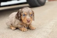 Kurt chocolate dapple, a male Miniature Dachshund for sale in Berryville, AR – 2 of 6