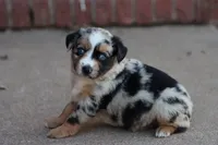 Clementine blue merle , a female Miniature Australian Shepherd for sale in Berryville, AR – 5 of 8
