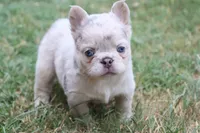 Stella, a female French Bulldog for sale in Berryville, AR – 1 of 7