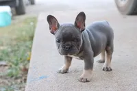 Blue & tan female , a male French Bulldog for sale in Berryville, AR – 8 of 10