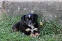 Clementine Bt Blue Eyes, a female Miniature Australian Shepherd for sale in Berryville, AR – 7 of 9