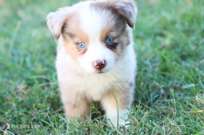 Stan Red merle male  – Miniature Australian Shepherd puppy for sale in Berryville, AR