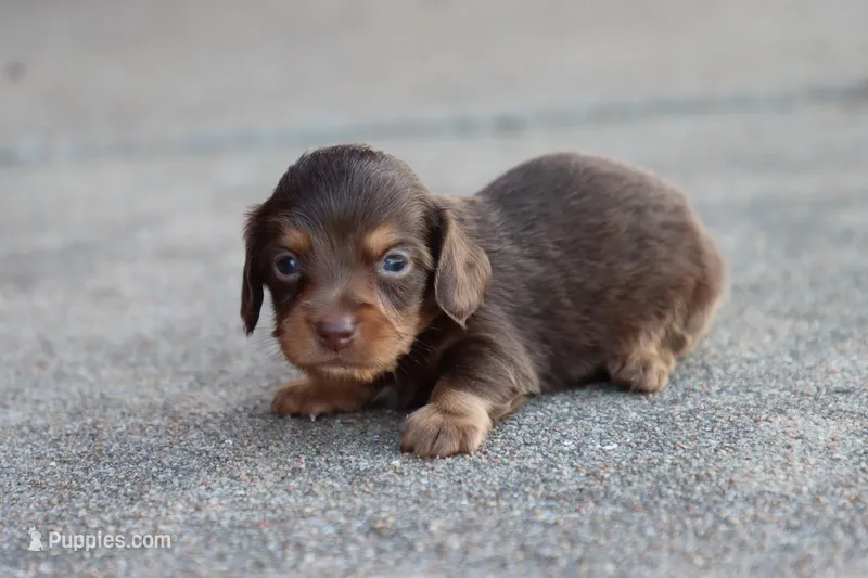 Sam long hair chocolate & tan – Miniature Dachshund puppy for sale in Berryville, AR