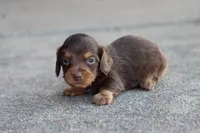 Sam long hair chocolate & tan, a male Miniature Dachshund for sale in Berryville, AR – 1 of 7