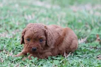 Cleo 2, a male Cavapoo for sale in Berryville, AR – Photo 6 of 7