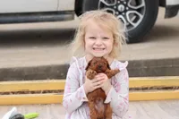 Cleo 2, a male Cavapoo for sale in Berryville, AR – Photo 3 of 7