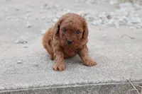 Cleo 2, a male Cavapoo for sale in Berryville, AR – Photo 7 of 7