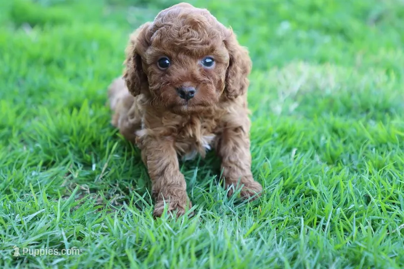 Cleo 2 – Cavapoo puppy for sale in Berryville, AR