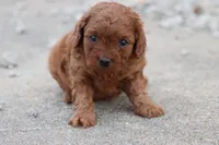 Cleo 2, a male Cavapoo for sale in Berryville, AR – Photo 5 of 7