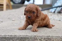 Cleo 2, a male Cavapoo for sale in Berryville, AR – Photo 4 of 7