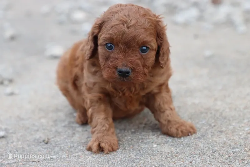 Cleo 2 – Cavapoo puppy for sale in Berryville, AR