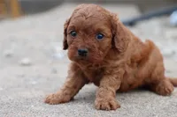 Cleo 2, a male Cavapoo for sale in Berryville, AR – Photo 2 of 7