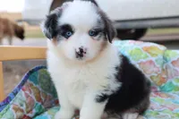 Wynona BMF, a female Miniature Australian Shepherd for sale in Berryville, AR – Photo 1 of 7