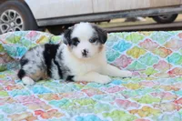 Wynona BMF, a female Miniature Australian Shepherd for sale in Berryville, AR – Photo 6 of 7