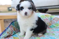 Wynona BMF, a female Miniature Australian Shepherd for sale in Berryville, AR – Photo 2 of 7