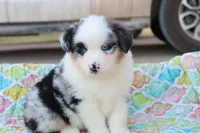 Wynona BMF, a female Miniature Australian Shepherd for sale in Berryville, AR – Photo 3 of 7