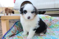 Wynona BMF, a female Miniature Australian Shepherd for sale in Berryville, AR – Photo 5 of 7