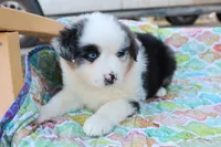 Wynona BMF, a female Miniature Australian Shepherd for sale in Berryville, AR – Photo 7 of 7