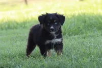 Clementine Black Tri , a female Miniature Australian Shepherd for sale in Berryville, AR – 3 of 7