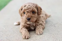 Stanley , a male Poodle - Toy  for sale in Berryville, AR – 7 of 9
