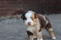 Clem red merle , a male Miniature Australian Shepherd for sale in Berryville, AR – 6 of 8