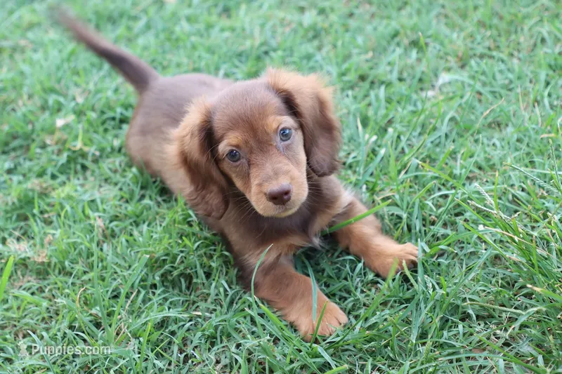 Sally long hair chocolate & tan  – Miniature Dachshund puppy for sale in Berryville, AR