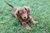 Sally long hair chocolate & tan , a female Miniature Dachshund for sale in Berryville, AR – 1 of 7