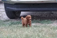 Gus, a male Poodle - Toy  for sale in Berryville, AR – 2 of 6