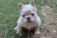 Stella, a female French Bulldog for sale in Berryville, AR – 6 of 7