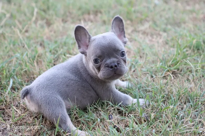 Lilac & tan male small – French Bulldog puppy for sale in Berryville, AR