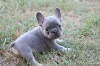 Lilac & tan male small, a male French Bulldog for sale in Berryville, AR – 1 of 7
