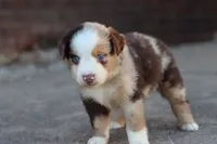 Clem red merle , a male Miniature Australian Shepherd for sale in Berryville, AR – 2 of 8