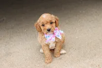 Gracie , a female Miniature Goldendoodle for sale in Berryville, AR – 9 of 9