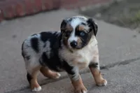 Clementine blue merle , a female Miniature Australian Shepherd for sale in Berryville, AR – 3 of 8