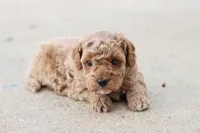 Stanley , a male Poodle - Toy  for sale in Berryville, AR – 2 of 9