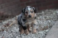 Clem blue merle, a male Miniature Australian Shepherd for sale in Berryville, AR – 6 of 7