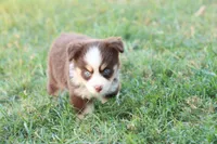 Summer red Tri , a female Miniature Australian Shepherd for sale in Berryville, AR – 7 of 9