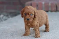 David, a male Cavapoo for sale in Berryville, AR – 7 of 7