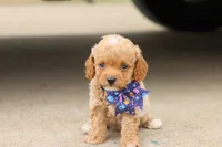 Gracie bleu, a female Miniature Goldendoodle for sale in Berryville, AR – 2 of 8