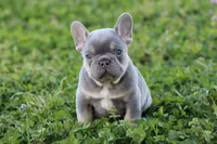 Gorge , a male French Bulldog for sale in Berryville, AR – Photo 2 of 7