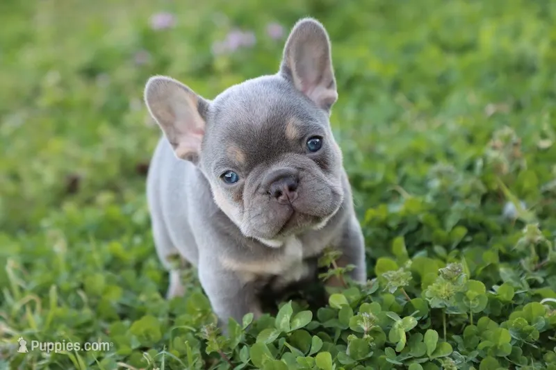 Gorge  – French Bulldog puppy for sale in Berryville, AR