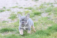Gorge , a male French Bulldog for sale in Berryville, AR – Photo 6 of 7