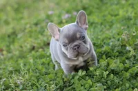 Gorge , a male French Bulldog for sale in Berryville, AR – Photo 7 of 7