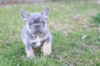 Gorge , a male French Bulldog for sale in Berryville, AR – Photo 4 of 7