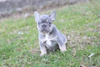 Gorge , a male French Bulldog for sale in Berryville, AR – Photo 5 of 7