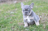 Gorge , a male French Bulldog for sale in Berryville, AR – Photo 3 of 7