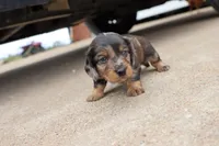 Kade silver dapple, a male Miniature Dachshund for sale in Berryville, AR – 6 of 7