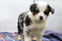 processed/2dc0438c-3b69-442b-a7fd-f398438cf265/listing/712ab373-2c1c-4186-9894-17aa4ba07a75/c3129e9a-4a89-4c50-881c-2a9810ae5fb8